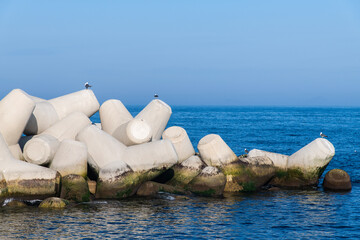 seagull and tetrapod on the sea