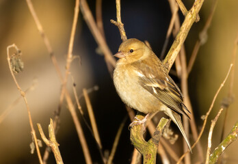 Female chaffinch perched on a branch in the sunshine