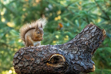 Close up of a hungry little scottish red squirrel eating a nut in the forest
