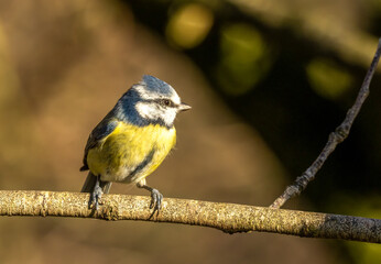 Cute little blue tit perched on a branch in the sunshine 