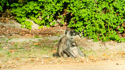 Gray langur with a baby. Sri Lanka.