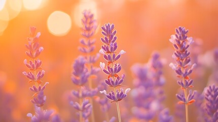 Obraz premium Lavender Blossoms Bathed In Golden Sunset Light