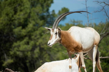 Scimitar-horned Oryx (Oryx dammah) - Safari Park