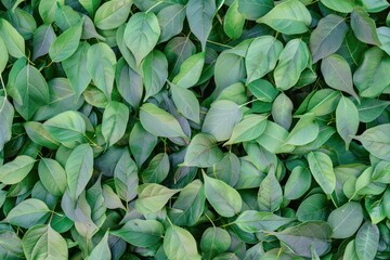 fresh natural pale green leaves or leafs forming texture wall close up shot wallpaper background