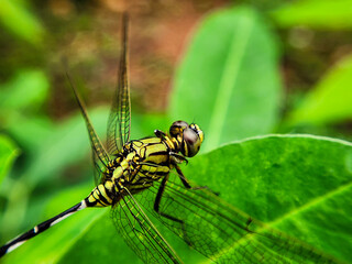 close up of a dragonfly
