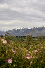 Fototapeta premium Cholila town with amazing natural landscape of Los Andes mountain range with wild Rosa rubiginosa plants