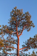 Obraz premium Closeup of top of pine tree (pinus sylvestris) against blue sky at sunset.