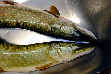 Freshly caught pike ready to cook. France.