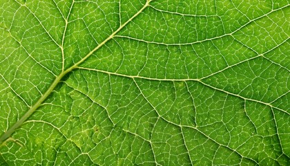 Close up green leaf texture pattern