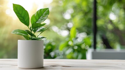 Green Leafy Plant in Simple White Pot on Wooden Table with Soft Natural Background and Gentle Sunlight Glowing Through Leaves
