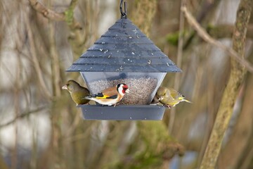 European goldfinch (carduelis carduelis) and two European greenfinch (chloris chloris) eating seed from bird feeder in winter.