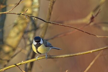 Fototapeta premium Great tit (parus major) perched on a tree branch in winter.