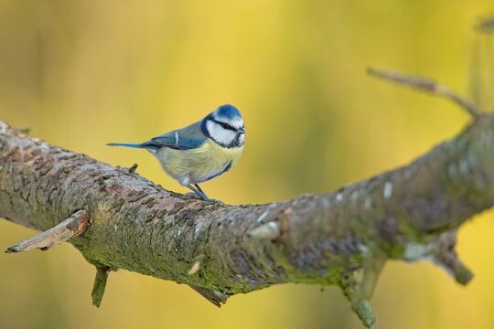 European blue tit (cyanistes caeruleus) perched on a tree branch in winter.