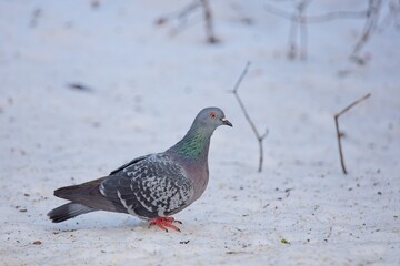 Domestic pigeon (columba livia domestica) on snowy ground looking for seeds to eat.