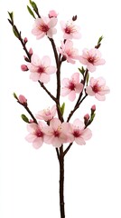 Obraz premium Elegant pink cherry blossoms highlight the beauty of spring with soft petals and vibrant stamens against a white backdrop