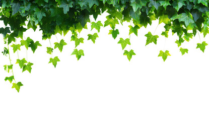 Green leaves hanging on a border, isolated on a white background with a clipping path, high-resolution photography. 