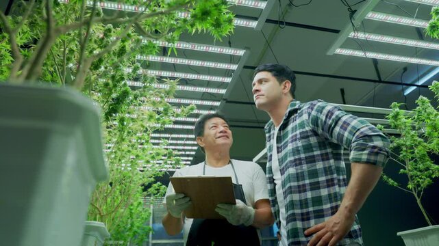 Two male cannabis marijuana farmers inspect plant health and growth using tablet and clipboard, growing weed plants, leaves, flowers and nature in a greenhouse garden, medical remedies and medicine.