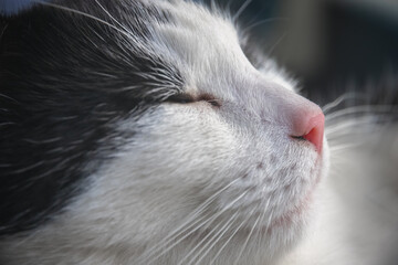 Closeup of a black and white cat sleeping