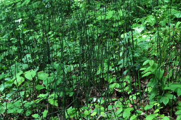 Equisetum hyemale L. Robusta in beautiful garden