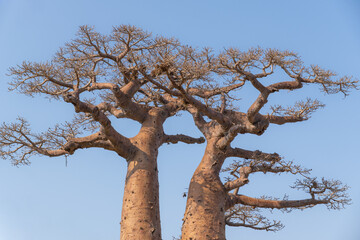 Towering baobab trees rise against a clear blue sky, showcasing nature's grandeur along...