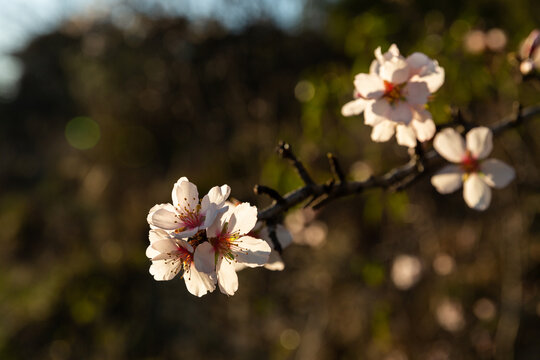 Fleurs d'amandier dans la nature au soleil