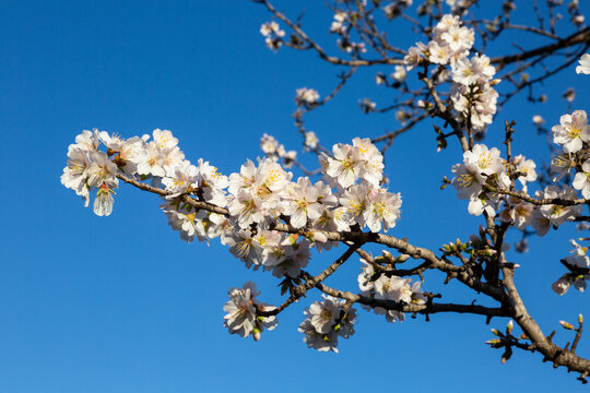 Amandier en fleurs, branche de l'arbre sur ciel bleu
