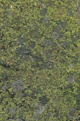 Closeup of lichen on rock surface, texture background.