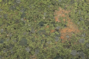 Closeup of lichen on rock surface, texture background.
