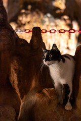 a black and white cat inside the cave Damlataş alanya turkey