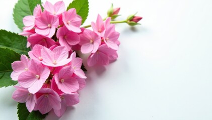 Pink hydrangea branches on a plain white surface, botanical, floral, nature