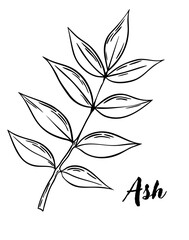 Ash leaf line art vector illustration. Leaves, botanical engraving element, ink, line drawing