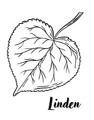 Linden leaf line art vector illustration. Leaves, botanical engraving element, ink, line drawing
