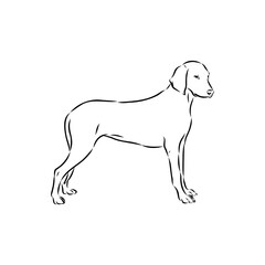 Porcelaine dog isolated on white background. Hand drawn dog breed vector sketch.