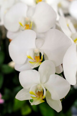 White orchid flowers in a  tropical garden.