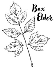 Box elder leaf line art vector illustration. Leaves, botanical engraving element, ink, line drawing
