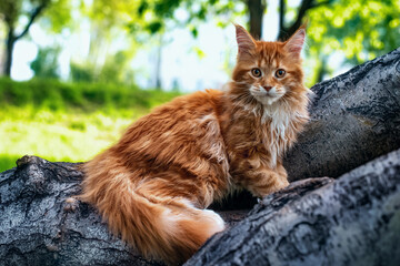 A big red maine coon kitten sitting on a tree in a forest in summer.