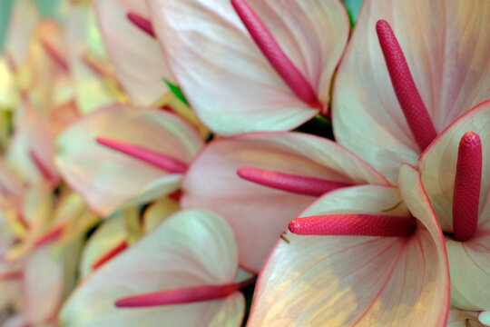 Anthurium Andreanum. Beautiful pure white heart shaped flower with long pink pistel. Ho Chi Minh City. Vietnam.