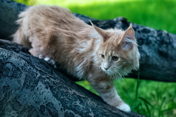 A big red maine coon kitten sitting on a tree in a forest in summer.