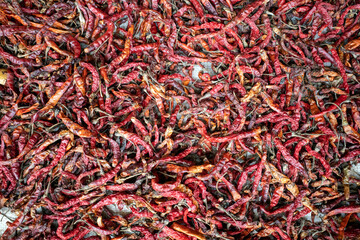 Fototapeta premium Dry Cabai rawit (Capsicum frutescens), a wild hot chili pepper for cooking