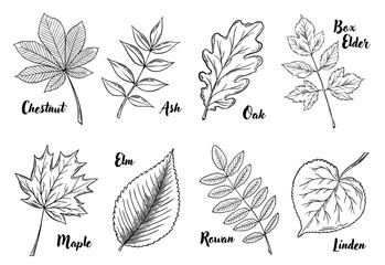 European trees leaves line art set of vector illustrations. Engraving botanical collection, plants