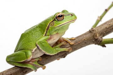 Naklejka premium A vibrant green tree frog perched on a small branch, looking sideways, isolated on a white background