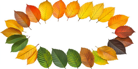 Obraz premium Autumn leaves arranged in an oval shape on a white background, in a flat lay. Autumn leaf frame isolated on a transparent or clean PNG photo with copy space. Logo design element for an autumn 