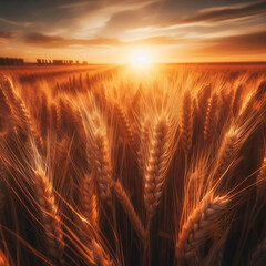 The Beauty of Farming – A Serene Sunset Over a Wheat Field
