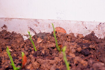 Jackfruit Plant in Its Initial Germination Stage