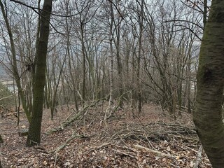 Winter Woodland Path: A tranquil scene of a leafless forest path, with bare trees and fallen branches hinting at the stillness of winter. The path winds gently through the woods.