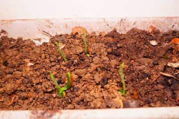 Newborn Jackfruit Sprout Reaching for Light