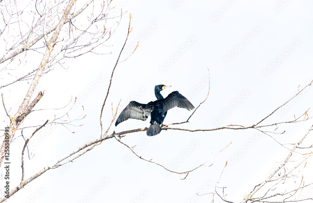 Wall mural big cormorant on a tree with open wings to let them get dried. phalacrocorax carbo