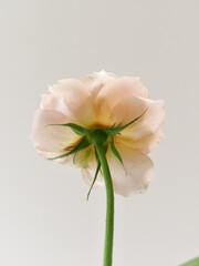 淡いオレンジ色のバラ