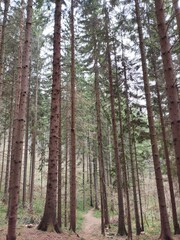 Trebević Mountain, Sarajevo
Trebević is the closest mountain that is reachable via the cable car from the heart of Stari Grad (Old Town), from the neighborhood of Bistrik. 
