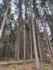 Trebević Mountain, Sarajevo
Trebević is the closest mountain that is reachable via the cable car...